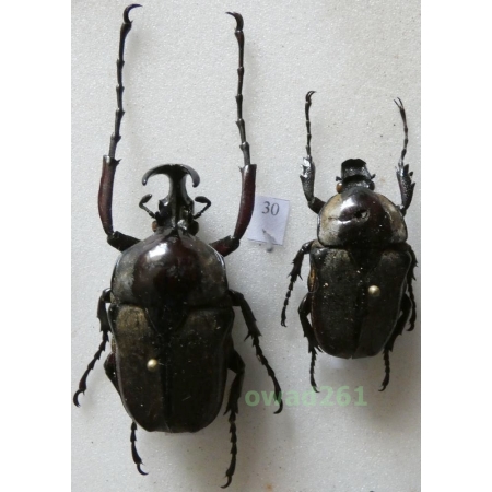Herculaisia malaleuca Fairmaire, 1899 pair 39mm Vietnam30